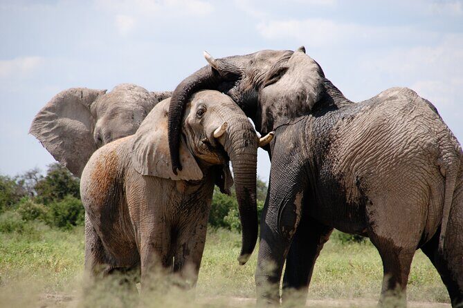 9 day Luxury Kruger Park Safari & Cape Town Tour - Final Thoughts