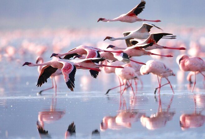 9 Day Private Luxury Spectacle Safari Majestic Kenya Wonderland - Key Points