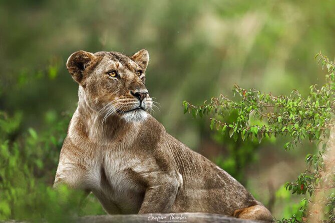 9 Day Private Luxury Spectacle Safari Majestic Kenya Wonderland - Exploring the 9-Day Luxury Safari Itinerary