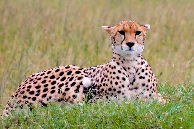9 Day Private Luxury Spectacle Safari Majestic Kenya Wonderland - Who is This Tour Best Suited For?