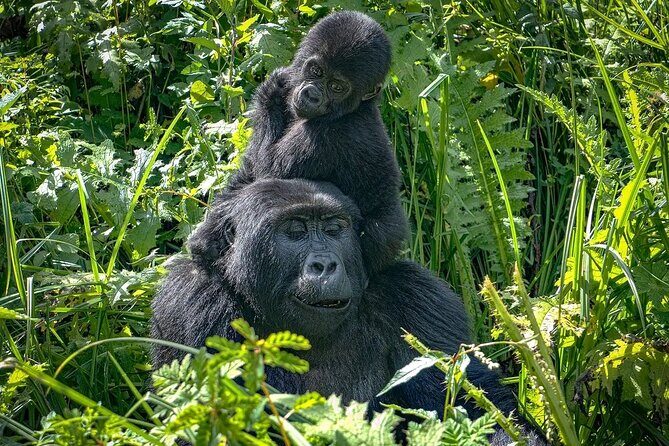9-Day Private Uganda Wildlife Safari - The Itinerary in Detail: What to Expect Every Day