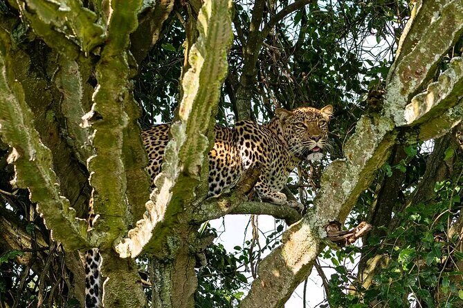 9-Day Private Uganda Wildlife Safari - FAQ