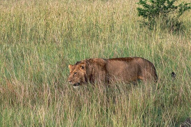 9-Day Private Uganda Wildlife Safari - Final Words
