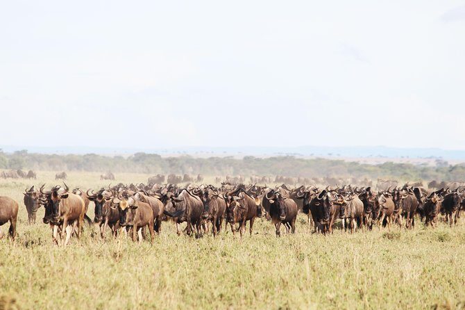 9-Day Serengeti Migration Footsteps Tanzania Safari - An Honest Breakdown of the 9-Day Itinerary