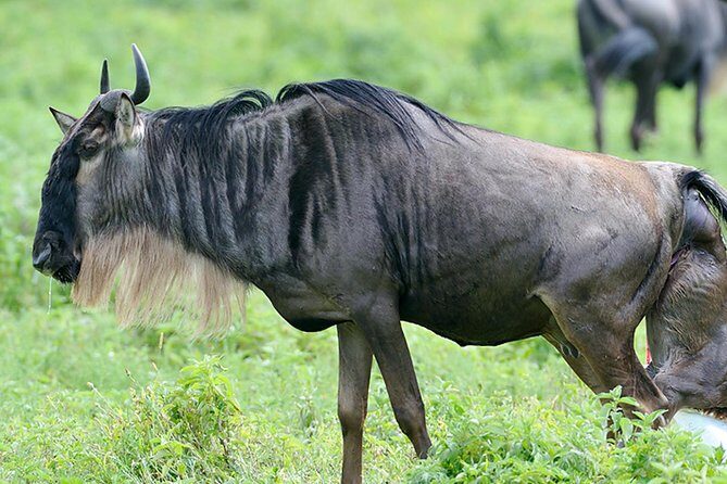 9-Day Serengeti Migration Footsteps Tanzania Safari - Final Thoughts: Is This Safari Right for You?