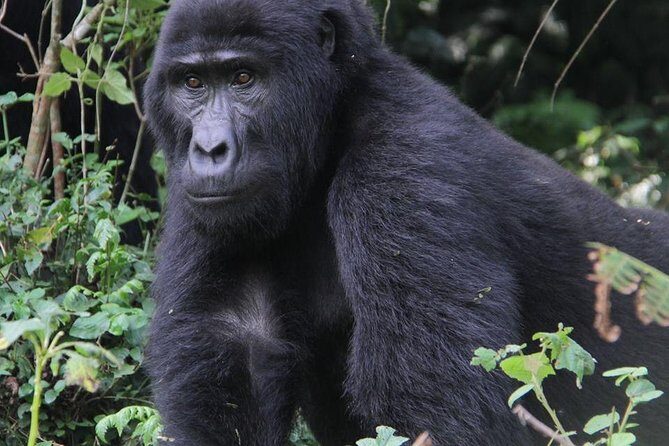 9-Day Uganda Primates - Lions & so Much More (Midrange) - An In-Depth Look at the 9-Day Uganda Primates Tour