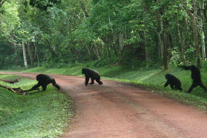 9-Day Uganda Primates - Lions & so Much More (Midrange) - Final Thoughts