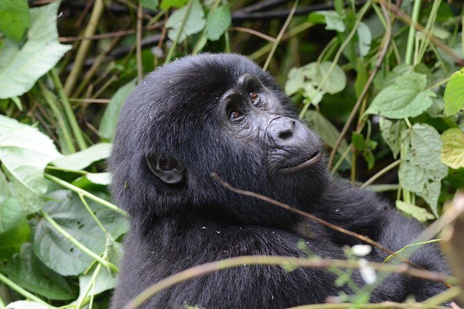 9-Day Uganda Primates - Lions & so Much More (Midrange) - FAQ