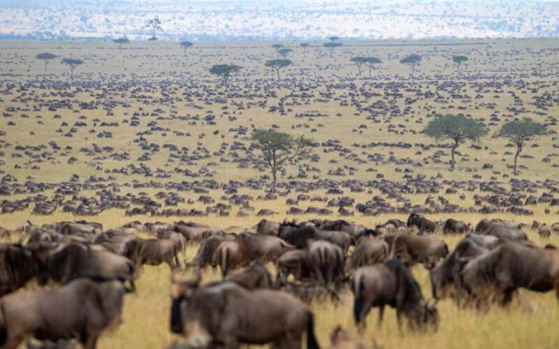 9-day Wildebeest Migration Safari on a Land Cruiser 4x4 jeep - Key Points