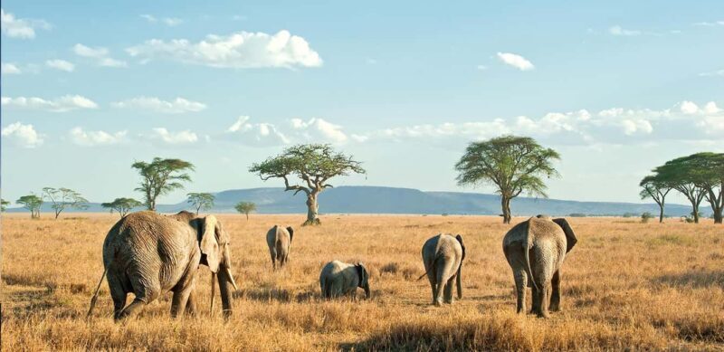 9-day Wildebeest Migration Safari on a Land Cruiser 4x4 jeep - FAQ