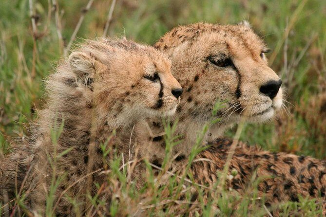9 Days / 8 Nights Join group Safari - Transportation and Guides: What to Expect