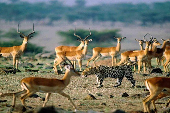9 Days / 8 Nights Join group Safari - FAQ