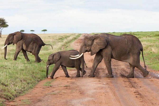 9-Days Best of Kenya Wildlife Private 4X4 Jeep Safari - Analyzing the Price and Value