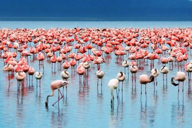 9-Days Best of Kenya Wildlife Private 4X4 Jeep Safari - Who Is This Tour Perfect For?