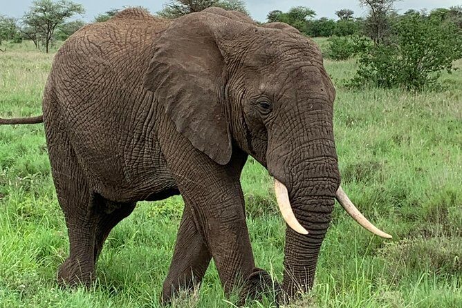 9 Days - Best of Tanzania Safari - Day 8: Serengeti Wagakuria – The Lion Capital