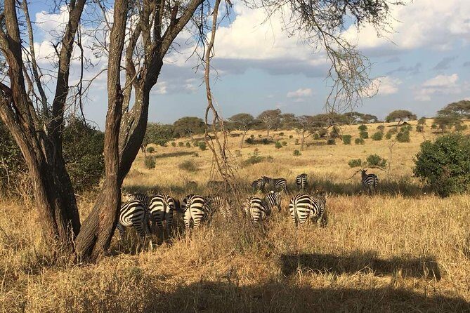 9 Days - Best of Tanzania Safari - Day 9: Morning Game Drive & Departure