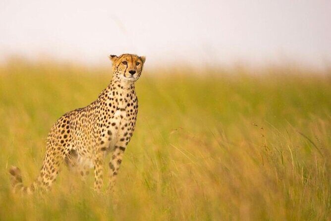 9-Days Bush and Beach Private Experience - Optional Extras & Considerations