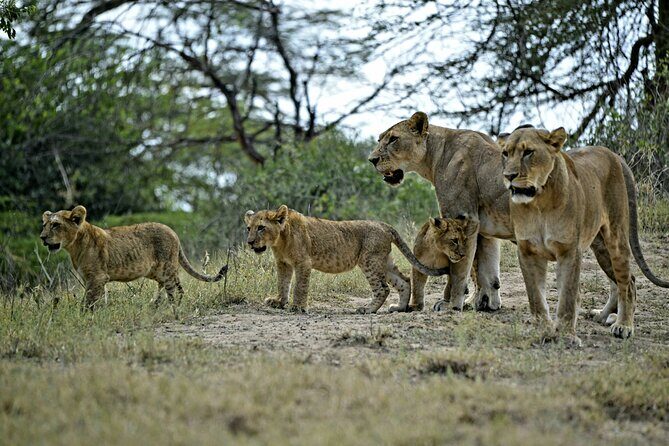 9- Days Classic Kenya Family Safari - The Experience and Authenticity