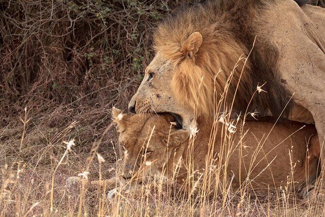 9- Days Classic Kenya Family Safari - Practical Tips for Travelers