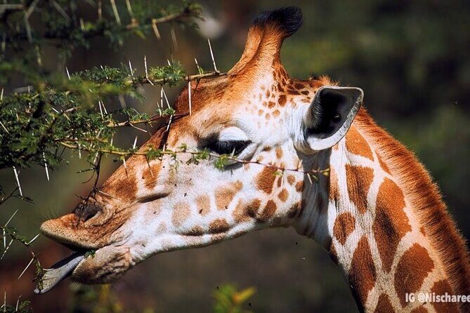 9- Days Classic Kenya Family Safari - FAQ