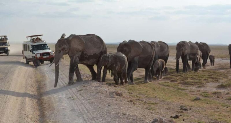 9 Days Discover Kenya Best National Parks Safari on 4x4 Jeep - An In-Depth Look at the Safari Experience