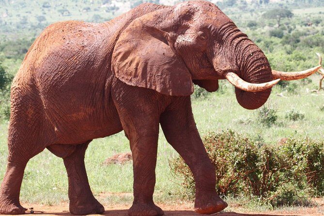 9-Days Discover Kenya Private Safari - Key Points