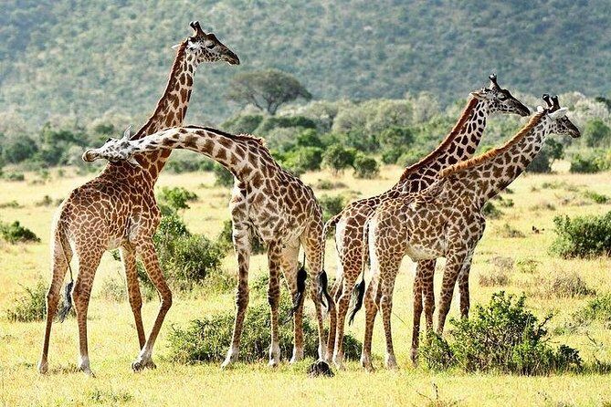 9-Days Discover Kenya Private Safari - Who Is This Tour Best For?