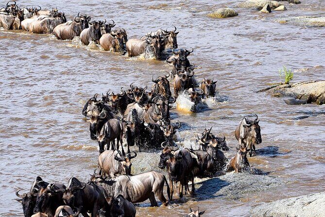 9 Days Great Migration Safaris with Kojuu Safaris Africa-Luxury. - Day 1: Arrival and Transfer to Arusha
