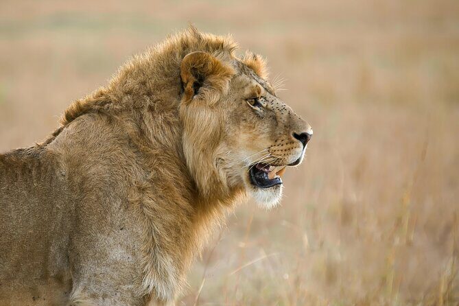 9 Days Great Migration Safaris with Kojuu Safaris Africa-Luxury. - Day 6: Northern Serengeti and Mara River Exploration