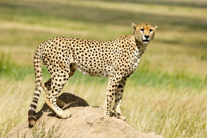9 Days Great Migration Safaris with Kojuu Safaris Africa-Luxury. - Day 8: Ngorongoro Crater – Africa’s Eden
