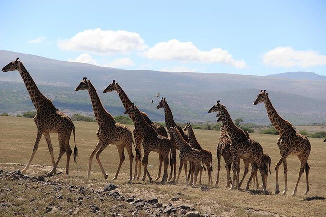 9-Days High End Road and Air Kenya Safari - Key Points  