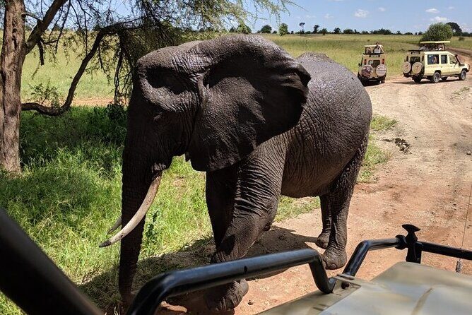 9-Days High End Road and Air Kenya Safari - The Overview: A Blended Adventure of Air, Road, and Wilderness  