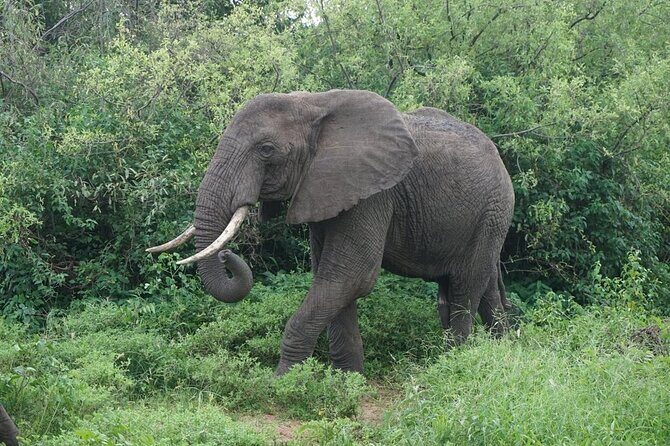 9-Days High End Road and Air Kenya Safari - Authentic Experiences and Guides  