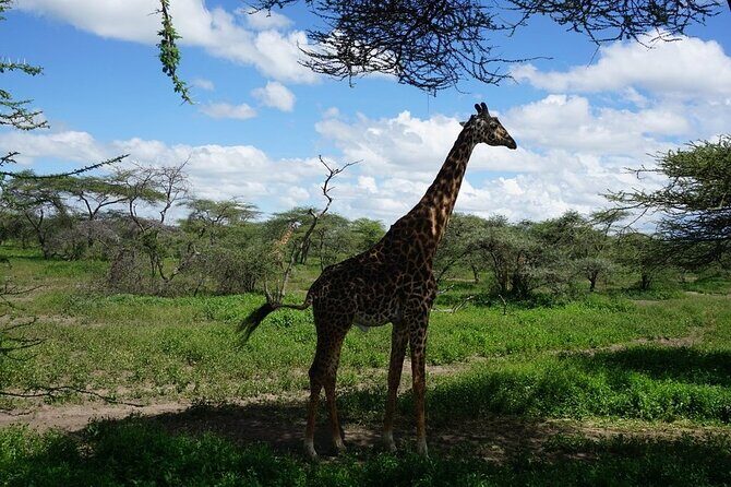 9-Days High End Road and Air Kenya Safari - Value and Considerations  