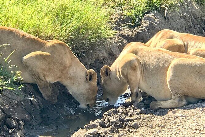 9-Days High End Road and Air Kenya Safari - FAQ  