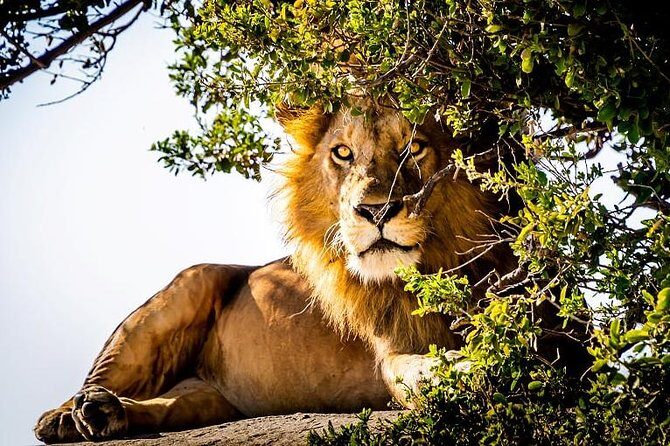 9 Days Kenya and Tanzania Wildlife Experience - Introduction