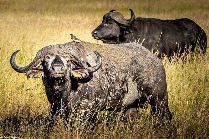 9 Days Kenya and Tanzania Wildlife Experience - Exploring the Itinerary in Detail