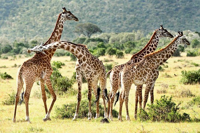 9 Days Kenya Classic Lodge Safari - Transportation and Accommodation: Comfort in the Wild