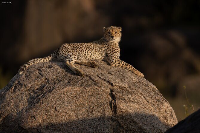 9 Days of Private Safari Tour in Serengeti and Ngorongoro - Key Points
