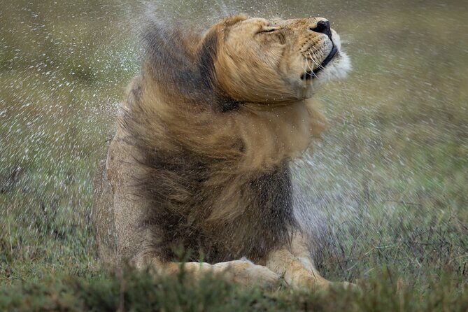 9 Days of Private Safari Tour in Serengeti and Ngorongoro - Why This Tour Offers Great Value