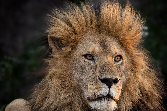 9 Days of Private Safari Tour in Serengeti and Ngorongoro - Who Is This Tour Best For?