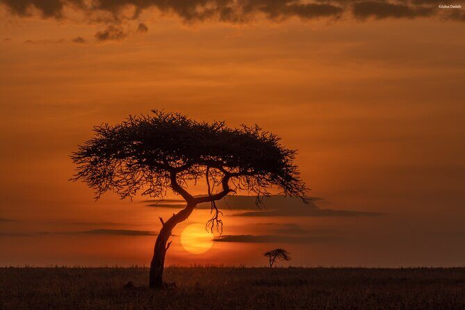 9 Days of Private Safari Tour in Serengeti and Ngorongoro - FAQ
