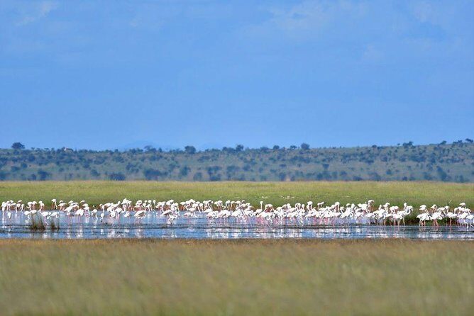 9 Days Samburu- Nakuru- Mara-Naivasha- Amboseli Wild Safari - An In-Depth Look at the Safari Experience