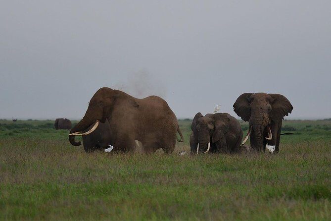9 Days Samburu- Nakuru- Mara-Naivasha- Amboseli Wild Safari - FAQs
