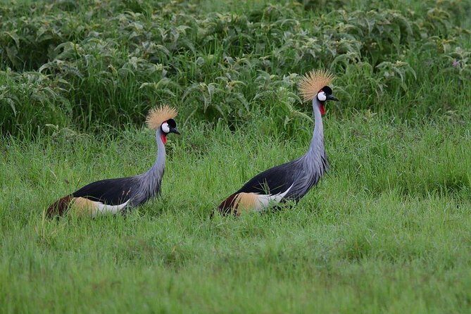 9 Days Samburu- Nakuru- Mara-Naivasha- Amboseli Wild Safari - Final Thoughts