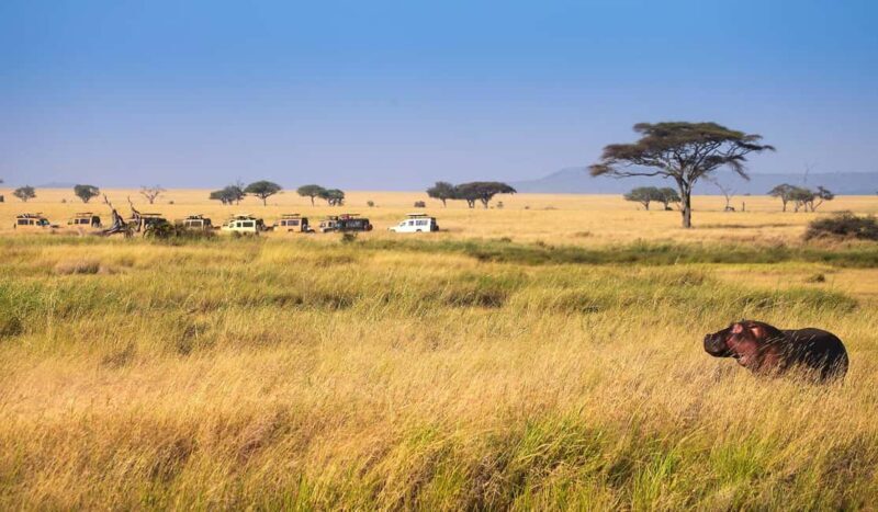 9 Days Serengeti Highlights of Tanzania Safari Tour - Key Points