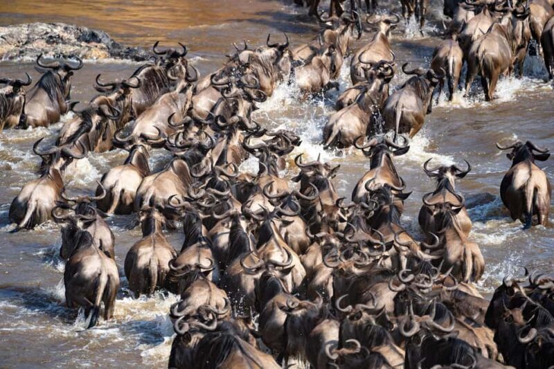 9 Days Serengeti Wildebeest Migration Safari - Key Points