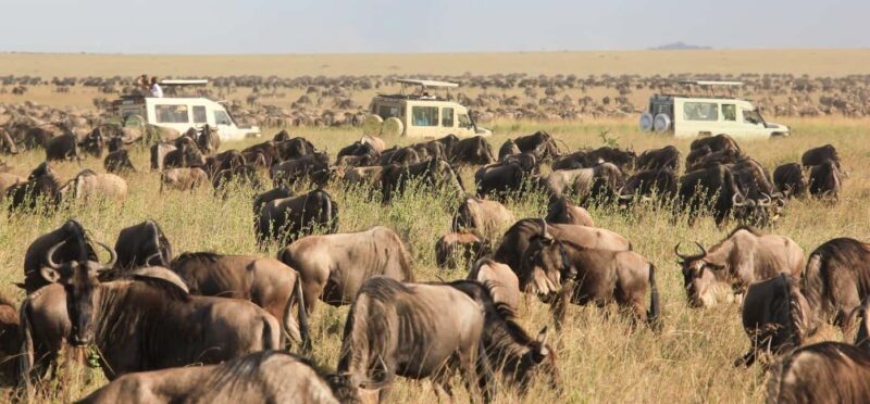 9 Days Serengeti Wildebeest Migration Safari - An In-Depth Look at the Safari Itinerary