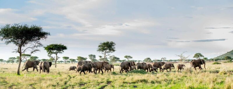 9 Days Serengeti Wildebeest Migration Safari - FAQ