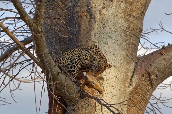 9 Days Tarangire, Serengeti, Ngorongoro Crater & Manyara Camping Safari Tour - Key Points